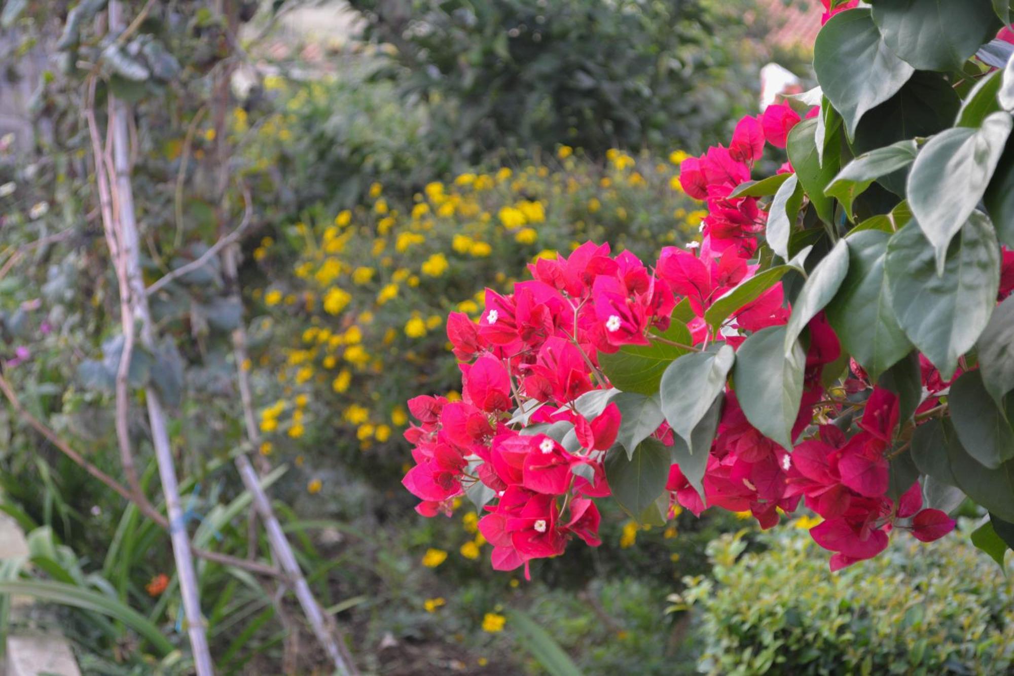Stjar Apartments Villa Luti מראה חיצוני תמונה